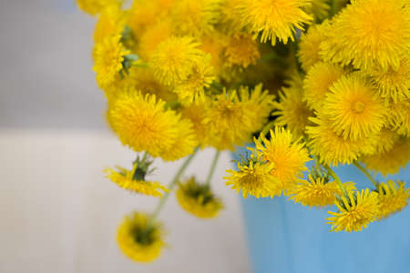 Closeup of blue metal bucket full of bright yellow dandelions. Flowers in vase. Summer. Outdoorの写真素材
