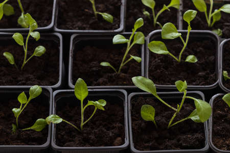 Top view on plastic containers with young baby plants growing on fertile soil. Agriculture. Small Growing Cantaloupe Sprouts on white background. Garden grow vegetables. Eco.の写真素材