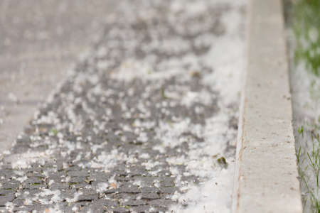 Poplar fluff on the road. Natural occurrence of pollen fall dawn in the city. Allergen for  people.