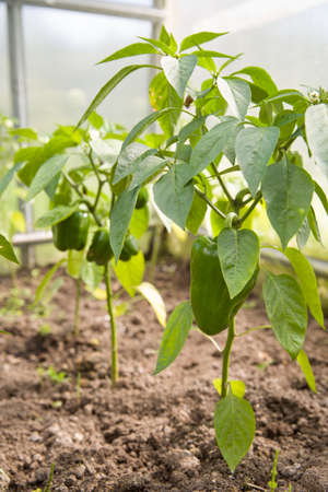 Closeup of organic green paprica plants growing in a greenhouse. Farming. Harvesting. Heathy eating.の写真素材