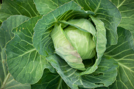Top view on organic Cabbage. Fresh Green Head of Cabbage in the garden. Healthy eating.の写真素材