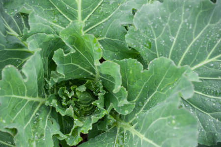 Top view on organic Cabbage. Fresh Green Head of Cabbage in the garden. Healthy eating.の写真素材