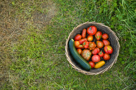 Top view on round basket with freshly picked organic garden vegetables. Basket with tomatoes and squash on green grass in the garden. Healthy eating, gardening and agriculture.の写真素材