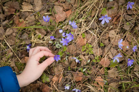 Top view on child's hand picking forest first snowdrops. Spring time background