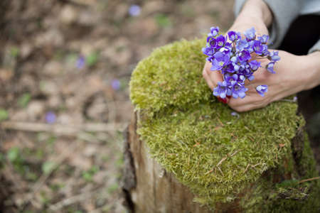 Top view on woman's hands holding bunch of fresh wild snowdrops. spring flowers in girl's hands.