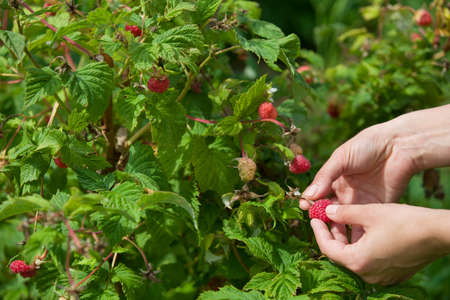 Closeup of woman's hands picking up organic raspberries in the garden on a sunny day. Gardening.