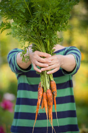 Closeup of fresh organic carrots in hands of young woman in the garden on a sunny summer day. Farmer with harvest. Nature. Healthy eating.の写真素材