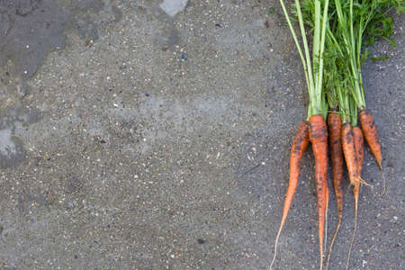 Top view on freshly picked organic carrots on concrete background. Gardening.の写真素材