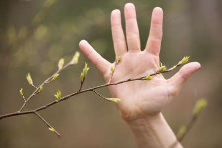 Closeup of woman's hand and first spring leaves on a tree branch. Nature background.の写真素材