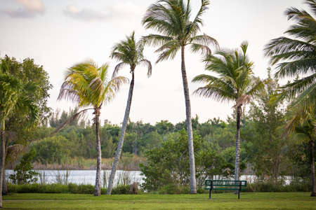 Tropical coconut palms on the coast beach. Travel inspiration. Postcard concept. Vacation wallpaper.の写真素材