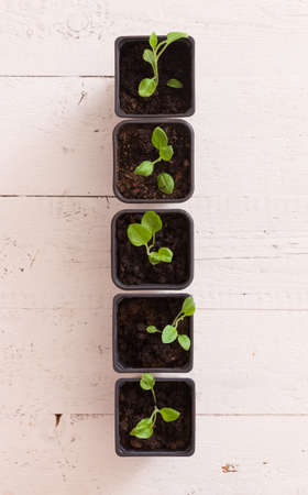 Top view on plastic containers with young baby plants growing on fertile soil. Agriculture. Small...