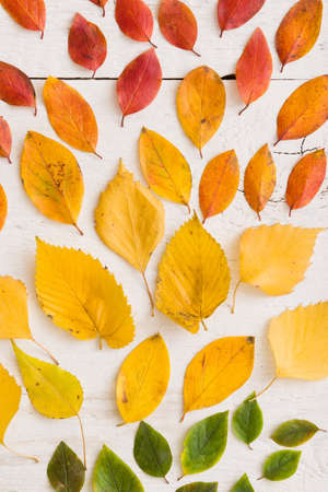 Top view on various autumn colorful green, yellow, orange and red leaves on white wooden background.
