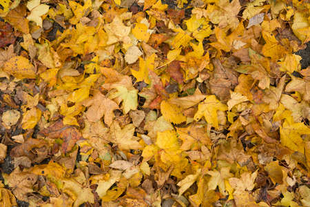 Top view on colorful dried leaves on the ground. Autumn in the park.