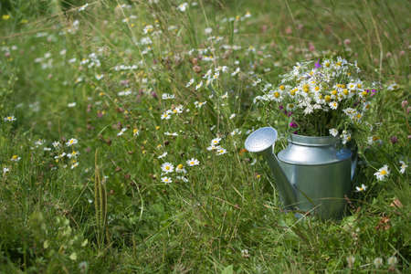 Closeup of metal watering can used as a vase for wild summer flowers. metal watering can on the grass in the garden on a sunny day.の写真素材