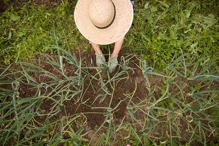 Top view on woman in big hat working in the garden and planting vegetables.の写真素材