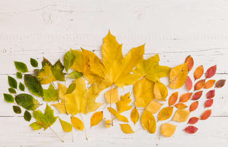 Top view on various autumn colorful leaves on white wooden background.の写真素材