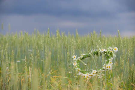 Closeup on daisies wreath lying on rye ears. chamomile flowers on wheat field with clouds sky background. Summer.の写真素材