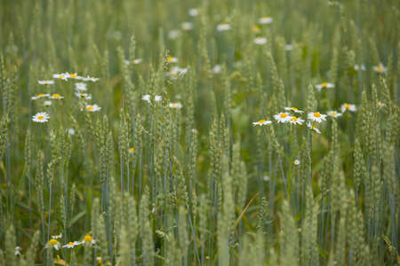 Closeup on wild chamomile flowers growing on green rye or wheat field. agriculture, nature, countryside.の写真素材