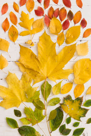 Top view on colorful autumn leaves on white wooden background. Yellow, red, orange and green leaves.