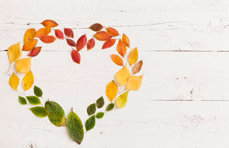 Top view on various autumn colorful leaves in heart shape on white wooden background.