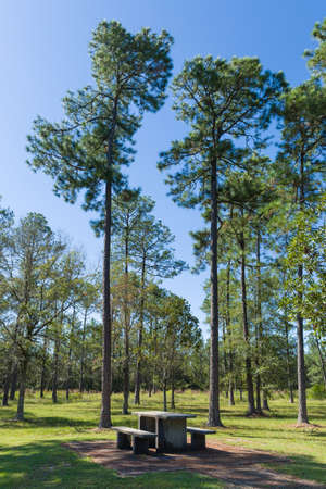 Table with benches on rest area in a forest. Picnic zone.の写真素材