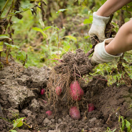 Closeup of farmer's hands digging red organic potatoes in the garden. Gardeningの写真素材