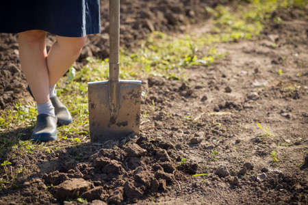 Closeup of shovel and gardener's feet on a soil. Working in a garden, digging the soil.