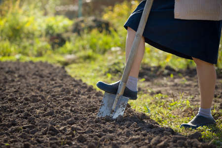 Closeup of shovel and gardener's feet working in a garden, digging the soil.