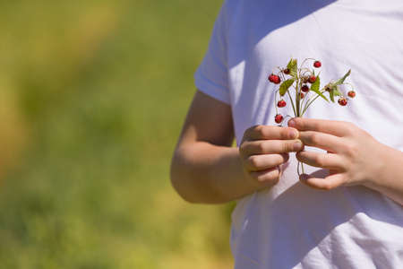Closeup of child's hands holding bunch of wild strawberries. Boy with strawberries in the garden on a sunny summer day. Healthy eating. snack. lifestyle.の写真素材