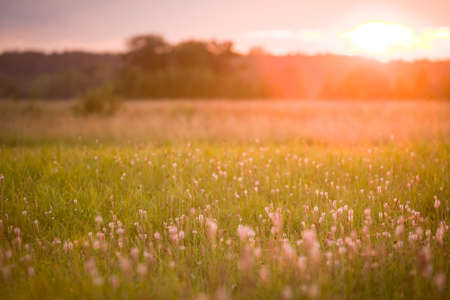 field of flowers on beautiful sunset background in colorful tones, soft focus and blurの写真素材