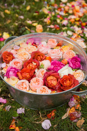metal basin with water and beautiful rose heads and petals. Flowers on the grass.の写真素材