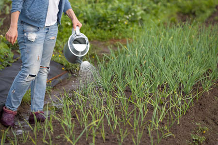 Woman watering vegetables in the garden.の写真素材