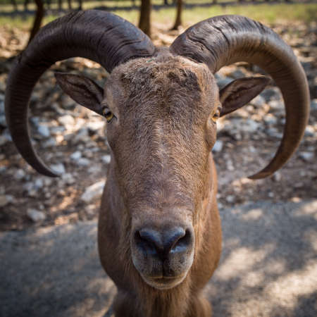 Closeup of Alpine Ibex (Bovidae) stands on the road in the shade of green trees. Nature and wildlife conceptの写真素材