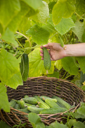 Closeup of woman's hands with round basket picking up organic cucumbers in the greenhouse. Healthy eating. Gardening and agriculture concept.の写真素材