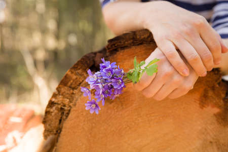 Closeup of woman's hand holding first spring flowers on old tree's stump. primroses or snowdrops in...