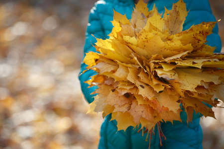 Closeup of a woman's hand in a turquoise jacket, holding a beautiful bouquet of bright autumn maple leaves in a park on a sunny day.の写真素材