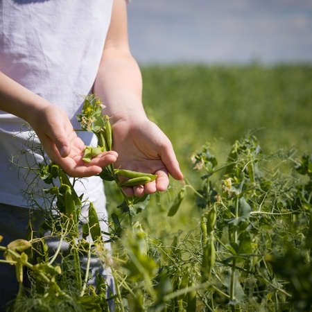 Closeup of child hands cleaning pod of peas on garden background. Kid boy eating organic peas....