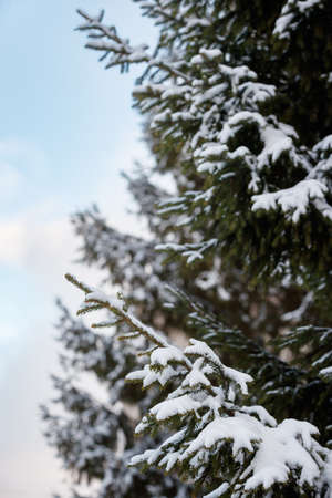 Christmas tree in the forest against the blue sky. Snow on the Christmas tree. Preparing for the celebration of Christmas and New Year.の写真素材