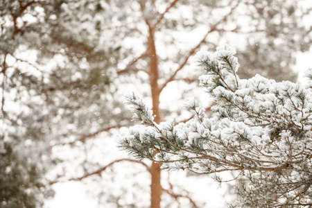 The snowfall covered the pine branch with a thick layer of snow against the background of a large and tall pine. Fresh air in the forest is saturated with oxygen. Selective focusの写真素材