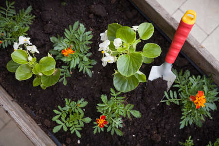 Closeup of small flowers and garden shovel in a wooden box in the garden