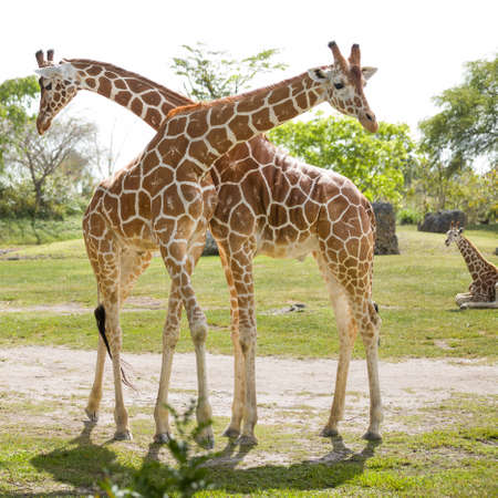 Two crossed giraffes walking and eating tree leaves. Safari.の写真素材