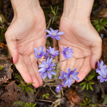 Closeup of wild blue snowdrops in the hands of a girl. The beginning of spring. Primroses on the...