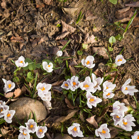 Closeup on white crocuses on the background of grass, stones and last year's grass. The first...