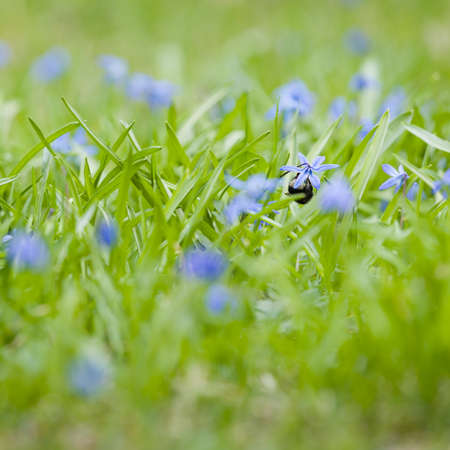 Closeup of a shaggy bumblebee hanging upside down on a beautiful snowdrop growing in a meadow. Primroses in a forest glade. Selective focusの写真素材