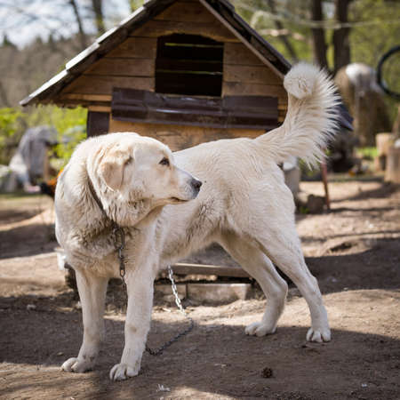 Closeup of a big white dog on a chain next to its kennel. The dog protects the house and territory....
