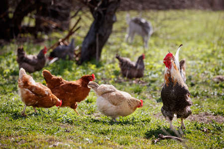 The colorful rooster guards chickens from strangers. Chickens eat the bottom of the food. Rooster...