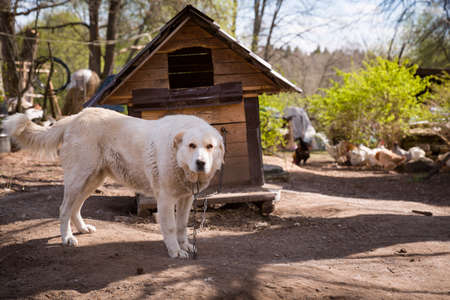Big white dog on the background of the doghouse. A dog on a thick chain guards the house, territory...