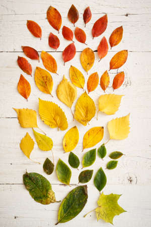 Closeup of autumnal fading leaves lying on a white wooden table. Bright colorful leaves laid out in colors. Autumn conceptの写真素材