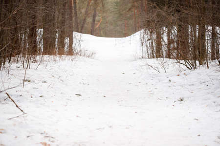 Footpath in the winter forest with pines. Natural image of spruce forest. Winter concept