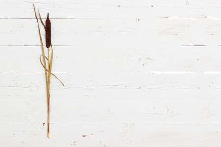 Top view on bulrush or reed lying on a white wooden background. Minimalism.の写真素材
